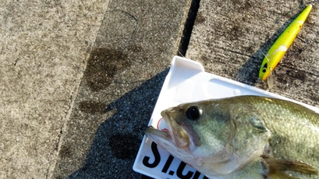バス釣り初心者必見! バス釣りするために揃えるべき道具はこれ