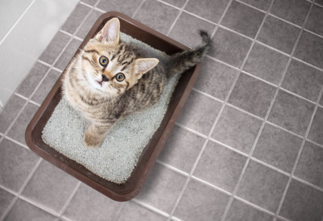おすすめの猫用トイレ10選!様々なタイプのトイレを徹底比較