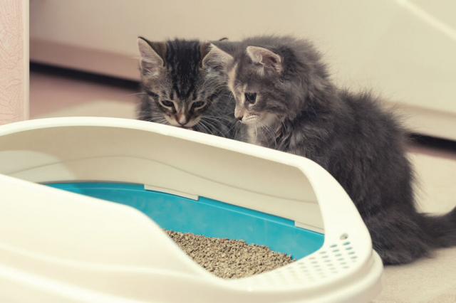 システムトイレにピッタリの猫砂
