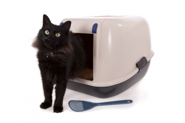 種類別のおすすめ猫砂15選!