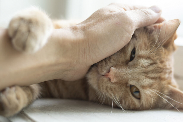 最適な猫砂で愛猫にストレスのない生活を!