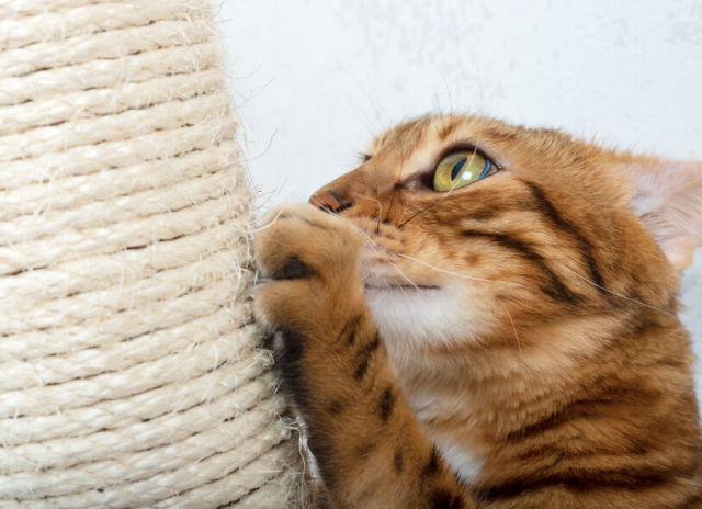 猫の爪とぎおすすめ10選!素材別に選ぶ、猫が本当に喜ぶ猫の爪とぎをご紹介!