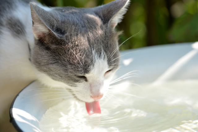 猫用水飲み器おすすめ10選!愛猫にもっときれいな水を飲ませてあげたい!