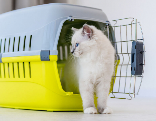 猫用キャリーバッグおすすめ15選!猫用キャリーバッグの選び方とチェックするポイントも!