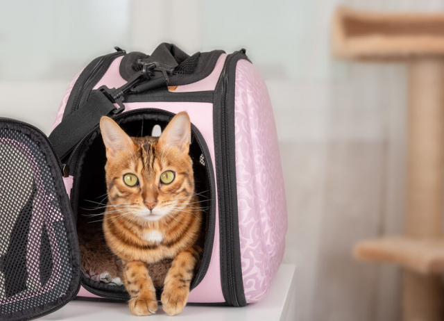 猫用キャリーリュック10選!お出かけのストレスを軽減してくれるポイントと選び方