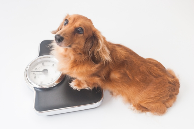 犬用ダイエットフードおすすめ10選 ~太っちょワンちゃんの減量作戦!~