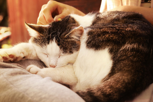 猫用オムツはいつ使う?使うメリットデメリットは?