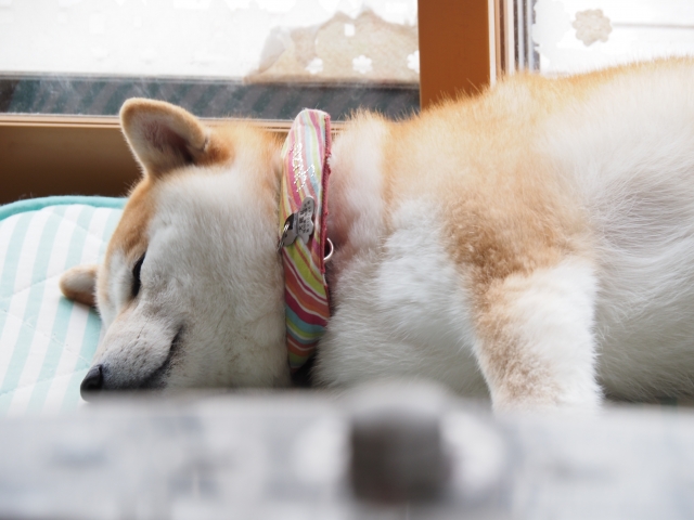 犬用クールマットのおすすめ15選 ~暑い夏も快適に犬とくつろぎ時間を~