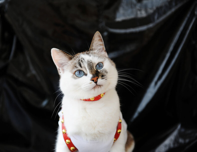 猫用ハーネスおすすめ20選！使うとき・メリット・注意点も解説！