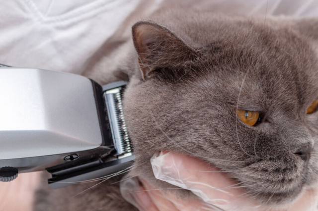 猫用のバリカンおすすめ10選!初心者にぴったりなアイテムを厳選