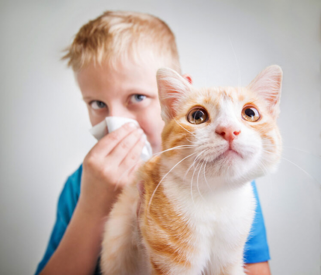 猫用消臭剤10選 最強の消臭効果!ニオイの悩みはこれで解決!