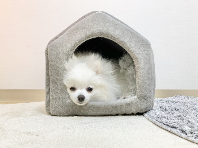 犬用ベッドおすすめ15選 ~素敵なベッドでおやすみなさいワン…ZZZ~
