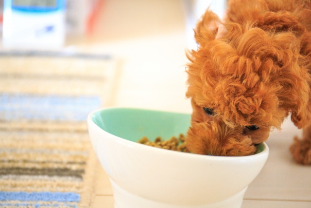 子犬用ドッグフードおすすめ10選 ~かわいい子犬がすくすく成長しますように!~