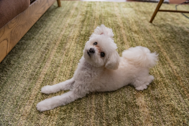 犬用カーペットおすすめ10選 ~愛犬が思いっきり遊べる空間を~