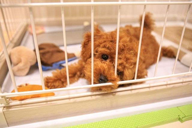 犬用ケージおすすめ15選 ~愛犬がリラックして過ごせる場所を~