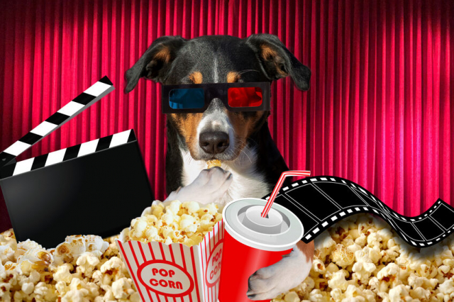 犬の映画おすすめ30選!映画を通して見つめ直したい、命の大切さ