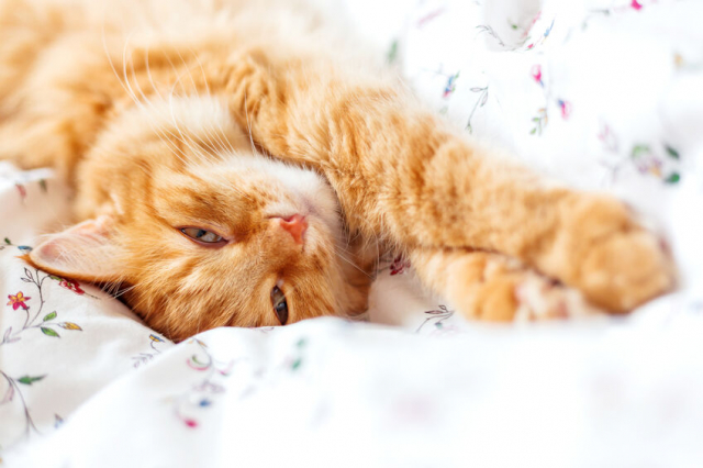 猫用ベッドおすすめ20選!夏用やオールシーズン使える猫用ベッドを厳選!