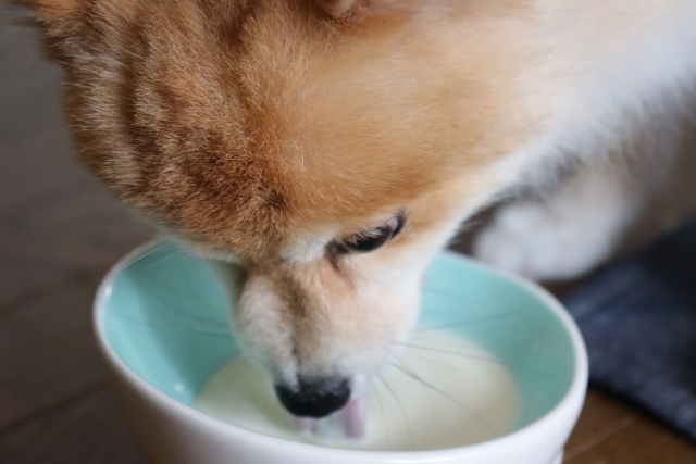 犬用ミルクのおすすめ10選 ~ミルクをごくごく飲んでパワーチャージ~