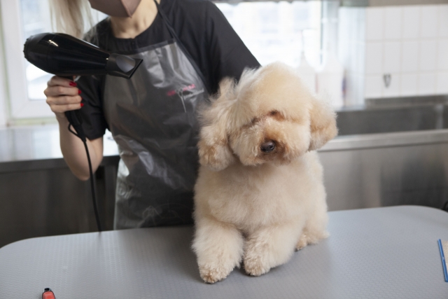 犬用ドライヤーのおすすめ10選 ~おうちでかんたんにフワフワの毛並みを再現~
