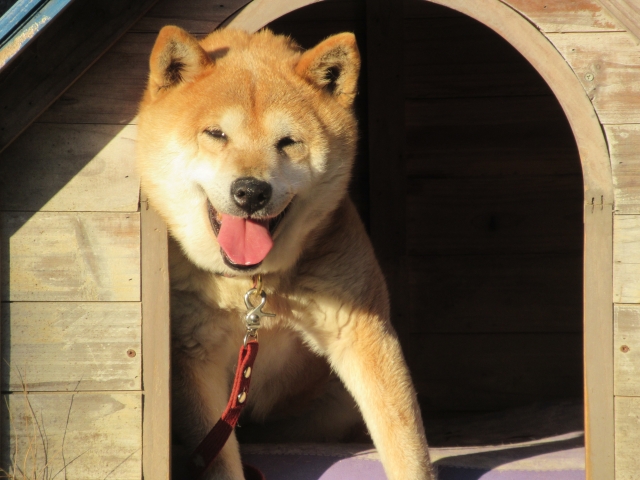 【犬小屋・屋外用】どんな天気も季節も快適に過ごしてほしい!屋外用犬小屋おすすめ10選!