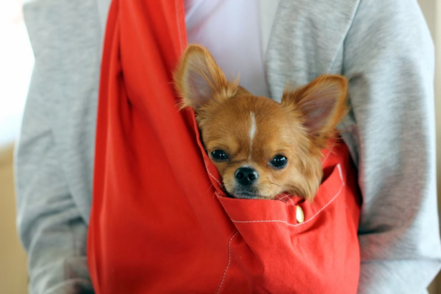 犬用抱っこひも おすすめ10選 ~愛犬と楽しいお出かけしたい~