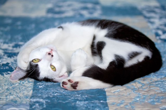 おすすめの猫用またたび10選!猫が夢中になるまたたびの種類や違い、注意点も解説!