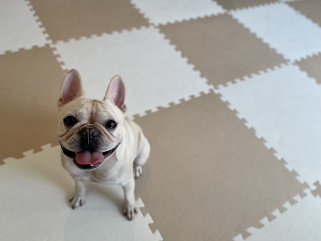 犬用フローリングマットのおすすめ10選 ~おうちの中で安全に走り回りたい!~