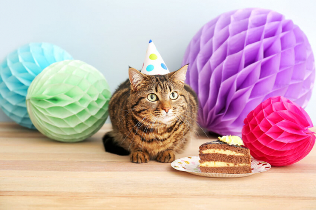 安全な猫用ケーキおすすめ5選!記念日には猫用ケーキで一緒に祝おう!